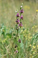 Ophrys elatior