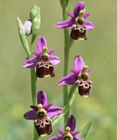 Ophrys elatior