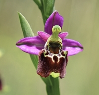 Ophrys elatior