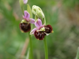 Ophrys holosericea