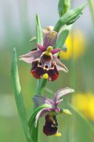 Ophrys holosericea