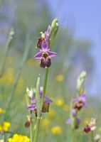 Ophrys holosericea