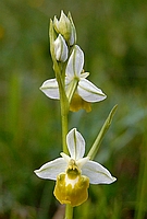 Ophrys holosericea