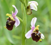 Ophrys holosericea