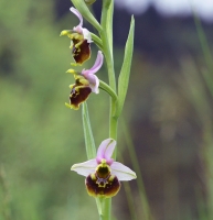 Ophrys holosericea