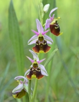 Ophrys holosericea