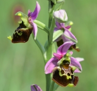 Ophrys holosericea