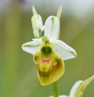 Ophrys holosericea