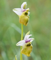 Ophrys holosericea