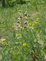 Ophrys holosericea