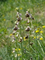 Ophrys holosericea