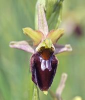 Ophrys holosericea x Ophrys sphegodes