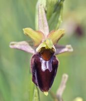 Ophrys holoserica x Ophrys sphegodes, Taubergiessen, 29.04.2011 / phot. C. Schlomann