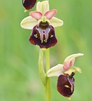 Ophrys holosericea x Ophrys sphegodes