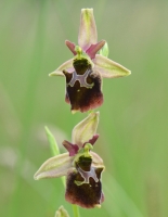 Ophrys sphegodes x Ophrys holoserica