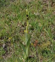 Ophrys insectifera