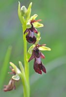 Ophrys insectifera