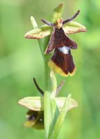 Ophrys insectifera