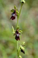 Ophrys insectifera