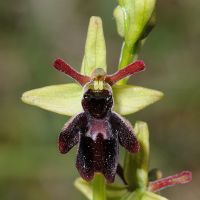 Ophrys insectifera x Ophrys sphegodes