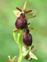 Ophrys insectifera x Ophrys sphegodes