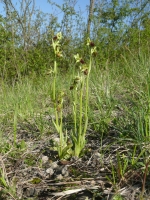 Ophrys sphegodes