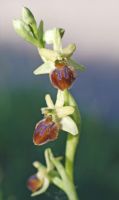 Ophrys sphegodes