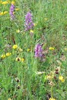 Ophrys sphegodes und Orchis militaris