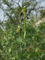 Ophrys sphegodes