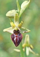 Ophrys sphegodes