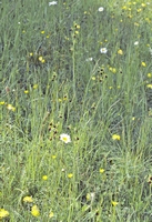 Ophrys sphegodes