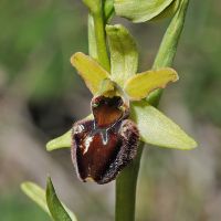 Ophrys sphegodes