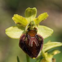 Ophrys sphegodes