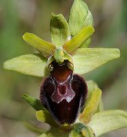 Ophrys sphegodes