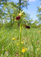 Ophrys sphegodes