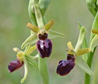 Ophrys sphegodes