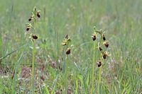 Ophrys sphegodes