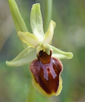 Ophrys sphegodes