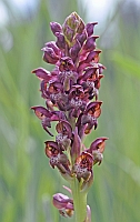 Anacamptis coriophora