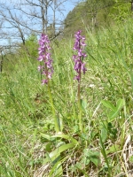 Orchis mascula