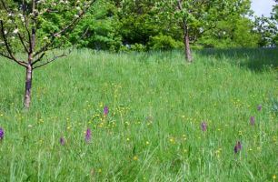 Orchis mascula