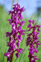 Orchis mascula