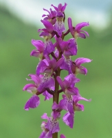 Orchis mascula