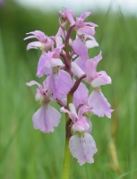 Orchis mascula