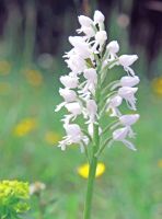 Orchis militaris ssp. albiflora