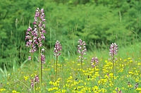 Orchis militaris