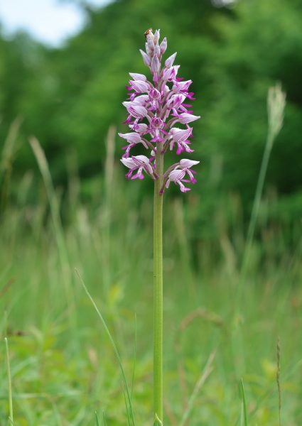 Orchis militaris