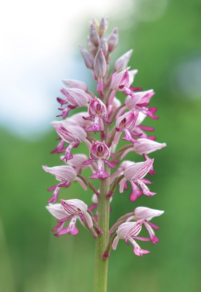 Orchis militaris