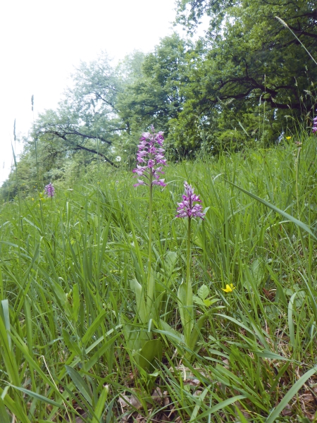 Orchis militaris