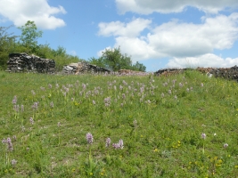 Orchis militaris